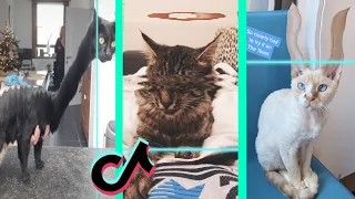 Time Warp Scan tiktok cat compilation (filter tiktok) part 6