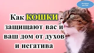 Как кошки защищают вас и  дом от духов  и негатива