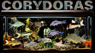 Corydoras Catfish: Are These Busy Bottom Dwellers Perfect For Your Aquarium Tank?