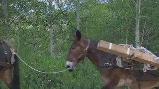 Pack mules help reconstruct Colorado mountain trail