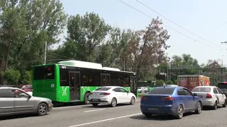 В центре Алматы погибают деревья