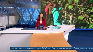 В Краснодарском крае в разгаре сбор урожая киви