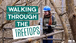 Walking Through The Treetops | Wytham Woods