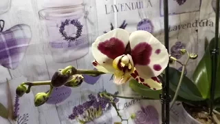 Как заставить цвести орхидею максимально быстро. 2 проверенных способа.
