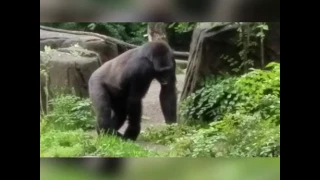 Harambe at Cincinnati Zoo before he was killed.