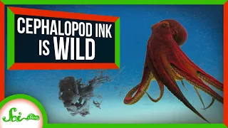 Sparkling Clouds and Other Wild Ways Cephalopods Use Ink