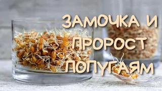 ПРОРОСТ и ЗАМОЧКА попугаю/Процесс приготовления замоченного и пророщенного зерна #попугай #зерно