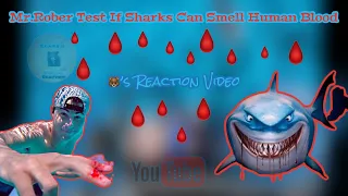 Mark Rober Testing If Sharks Can Smell My Blood Reaction