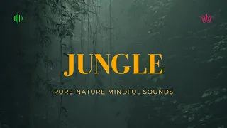 ④ ❉ Pure Nature Mindful Sounds ➤ Jungle ❉ Exotic Birds Singing, Tropical Forest, Clean Vibration.