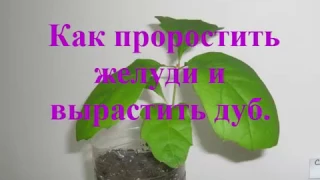 Как вырастить Дуб из желудя Размножение Проращивание Уход How to grow an oak from an acorn