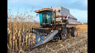 1998 Gleaner R62 with a 630 head combining corn in central Wisconsin 2020