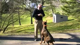 k9 obedience training