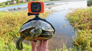 I Strapped a GoPro On a Turtle