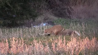 Bobcat attacks Deer