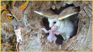 10 Most Amazing Owls Attacks Ever Caught on Camera