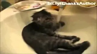 Funny Cat Compilation #9