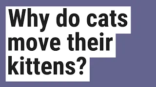 Why do cats move their kittens?