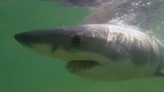 Stranded White Shark Rescued from Mass. Beach