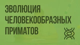 Эволюция человекообразных приматов. Видеоурок по биологии 11 класс