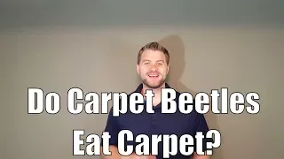 Do Carpet Beetles Eat Carpet?