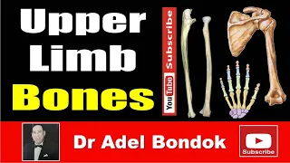 Upper Limb Bones, Osteology, Dr Adel Bondok Making Anatomy Simple