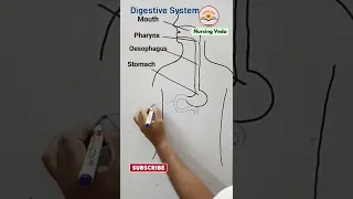 digestive system drawing easy | easy draw human digestive system #shorts