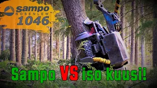 Sampo-Rosenlew 1046 ja iso kuusi!🌲💪🏻 Kumpi kruunataan voittajaksi?👑