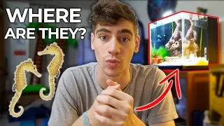 WHAT HAPPENED TO MY SEAHORSES?!