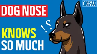 How Your Dog Nose Knows So Much!