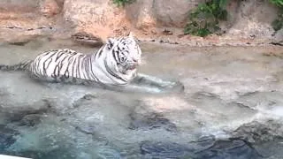 White tigers, Tenerife