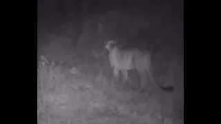 Impresionante llanto de este felino será onza real puma o jaguarundi