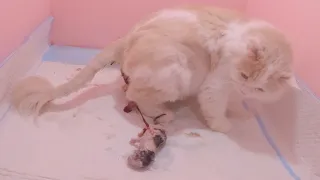 Cat Giving Birth: 5 kittens of different colors born of a strong and beautiful mother cat - part 1