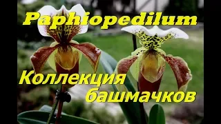 Коллекция моих  башмачков.Paphiopedilum-как ухаживать за орхидеей.