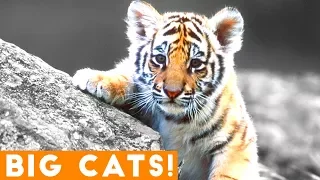 Ultimate Tiger, Lion and Big Cat compilation 2018 | Funny Pet Videos FPV!
