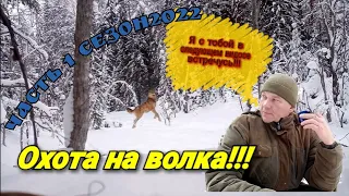 Охота на волка!!! МАТЁРЫЙ в окладе!!! Волчатники за работой!!!!/Wolf hunting!!! Wolves at work!!!