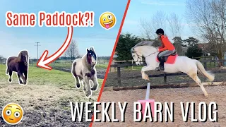 First Time Jumping in 2 MONTHS, Naughty Ponies & Shopping | Lilpetchannel