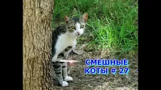 Приколы с кошками и котами #27. Подборка смешных и интересных видео с котиками и кошечками 2017