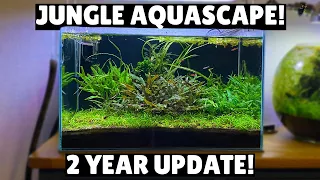 Jungle Aquascape -  2 Year Update!