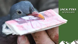 What do pigeons cost farmers?