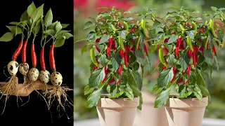 Discover the Secret of Making Amazing Peppers Through Grafting | How to grow peppers