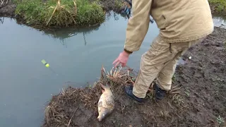 Поймали гигантского карпа в ручье