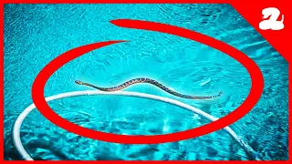We Found a Rattlesnake Swimming in a Pool