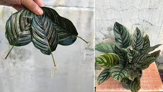 Propagating Calathea ornata by leaves is surprisingly effective