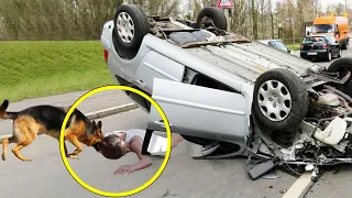 Sterbende Frau wird von Streuner aus Auto gerettet. Schleppt sie über 100 Meter, um Hilfe zu holen