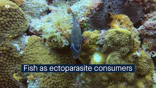 Are reef fishes as consumers of ectoparasites functionally redundant?