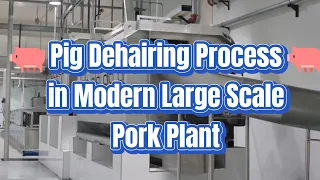 Amazing High Tech Pig Dehairing Process in Modern Large Scale Pork Plant Hog Abattoir Equipment Line