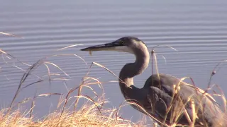 Great Blue Heron Catching Fish and Eating Them