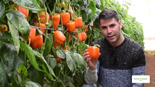 Kuman F1, el pimiento california naranja con calibre G y aguante