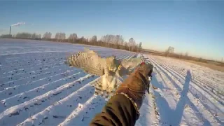 зайцы 2018 и  ястреб.