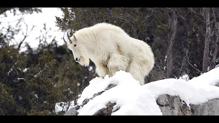 Wildlife Photography-MOUNTAIN GOATS-Jackson Hole/Grand Teton National Park/Yellowstone Park-Snow